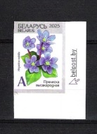 Białoruś 2025, zn. CIĘTY, Dzika Przyroda Białorusi, kwiat przylaszczka