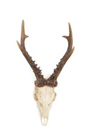 POROŻE Z CZASZKĄ JELEŃ BYK szable fajki dzik odyńca PAROSTKI ROGI KOZŁA