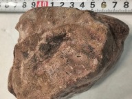 Skamieliny, minerały, koralowce