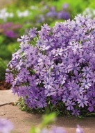 FLOKS SZYDLASTY SADZONKA W POJEMNIKU FIOLETOWA WIELOLETNIA NA SKALNIAKI