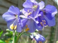 Wielosił Błękitny Sadzonka P9