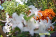 Azalia azjatycka wąska szczepiona stary okaz krzewiasta biała inna