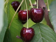 Czereśnia KORDIA – bardzo duże owoce, smaczna, odporna