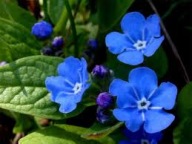 Piękna Ułudka Wiosenna Sadzonka P9