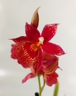 storczyk oncidium cambria pachnie nelly isler