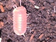 Cubaris murina “Papaya” – 10 sztuk + wyprawka startowa | Kolorowe isopody