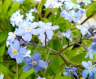 Niezapominajka Doniczka 9x10 cm Z OGRODU CZAROWNICY