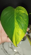 Monstera YELLOW SPLASH Aurea Marmorata Variegata