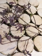 Przysmak gryzak dla gryzoni leszczyna krążek naturalna świeża eko 5-10 cm