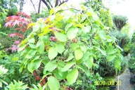 Wiąz pendula szczepiony okaz na tarasy inny