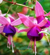 Fuksja KRZACZASTA Fuksja Fuchsia Lambada