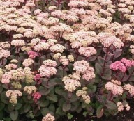 Rozchodnik okazały Matrona P9