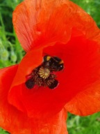 HABRY MAK DZIKI KĄKOL MIODODAJNE NASIONA DLA PSZCZÓŁ MIESZANKA KWIATOWA