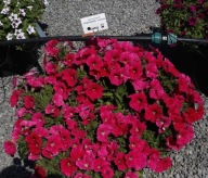 Petunia ZWISAJĄCA Cascadias Fuchsia