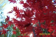 Klon kolumnowy HL czerwony szczepiony palmowy inny