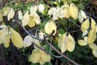 Trzmielina barwna japońska na pniu okaz 16 letni szer.120cm szczepiona inna