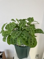 Maranta leuconeura kerchoveana SADZONKA 35 cm