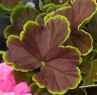 Pelargonia OZDOBNA Grandeur Deco Choco Pink Ozdobne liście