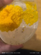 Śluzowiec "Day Walker,, - Blob Isopody/Skoczogonki