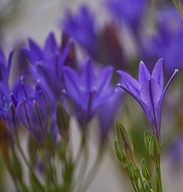 Hiacynt kalifornijski sadzonka w pojemniku 10 CM na balkon taras do donicy