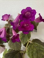 Achimenes OHIO's Punkin - kłącze