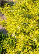 Trzmielina Elegantissima Aureus (euonymus japonicus) C3 30cm mg