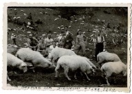 ZAKOPANE FOTO JUR A FILM DROGA NA GIEWONT TATRY TURYŚCI OWCE