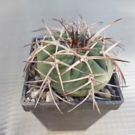 *KAKTUSY* GYMNOCALYCIUM CARDENASIANUM - KK 2133