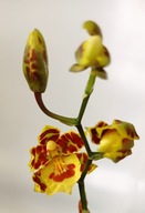 storczyk oncidium cambria 6
