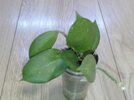 Hoya Hoja SUNRISE ukorzeniona