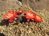 Kaktus ,Rebutia, Mediolobivia pygmaea v. iscayachensis WR 909