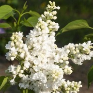 LILAK POSPOLITY 'MISS ELLEN WILLMOTT' sadzonka, doniczka; 2,5 l