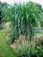 MISKANT OLBRZYMI - Miscanthus giganteus