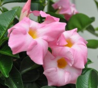Mandevilla Rio Grande Pink Sundaville DIPLADENIA