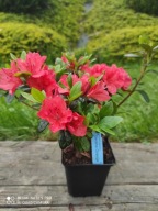 Azalia Geisha Orange