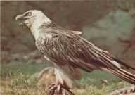 KRAKÓW - ORŁOSĘP BRODATY - PTAK - ZOO - OGRÓD ZOOLOGICZNY