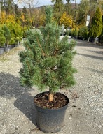 Sosna Watereri 65-70cm