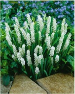 Szafirek biały sadzonka w doniczce p9 zadarniający MIODODAJNY na balkony