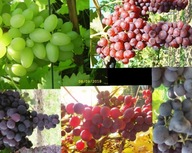 WINOROŚL Sadzonki winogron- bezpestkowych- Zestaw 6 bardzo dobrych odmian