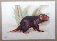 POCZTÓWKA - ALOJZY BALCERZAK - DIABEŁ TASMAŃSKI grafika z lat 60-ych.