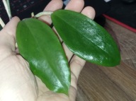 Hoya Hoja BICOLOR cięta