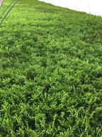 Zestaw 35 szt. Tuja szmaragd thuja smaragd sadzonki 8-12 cm