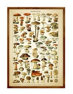 GRZYBY, grafika do wystroju kuchni i dla Grzybiarza, ATLAS GRZYBÓW