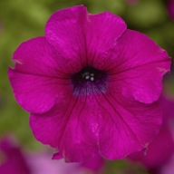 Petunia H Sanguna Mega Purple DUŻY KWIAT
