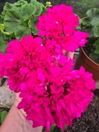 Pelargonia -Hope Jp Barlet - sadzonka