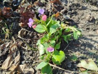 Miodunka leśna ćma miekkolistna sadzonka