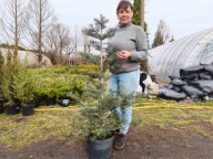 Jodła kalifornijska 124cm. ( nr 1 )