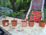 Araucaria chilijska 20-cm