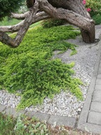 Jałowiec płożący 'Golden Carpet' 3-letni | DUŻA SADZONKA 2l | Żółty dywan