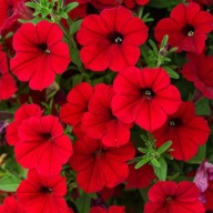 Supertunia Vista “ Strawberry” P10 CZERWONA, gęsta sadzonka
